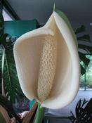 Monstera skvostná (Monstera deliciosa)