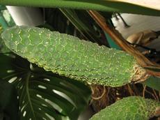 Monstera skvostná (Monstera deliciosa)