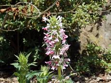 Morina dlouholistá (Morina longifolia)