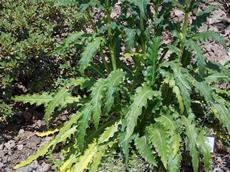 Morina dlouholistá (Morina longifolia)