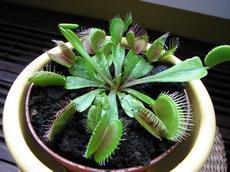 Mucholapka podivná (Dionaea muscipula)