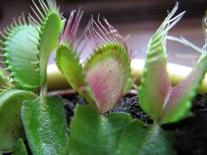 Mucholapka podivná (Dionaea muscipula)