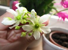 Mucholapka podivná (Dionaea muscipula)