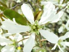 Muchovník klasnatý (Amelanchier spicata)