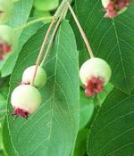 Muchovník klasnatý (Amelanchier spicata)