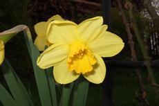 Narcis (Narcissus) - Fotografie převzata od Míši Coufalové=).