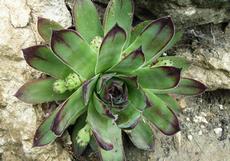 Netřesk střešní  (Sempervivum tectorum)