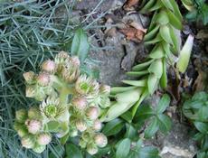 Netřesk střešní  (Sempervivum tectorum)