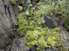 Netřesk střešní  (Sempervivum tectorum)