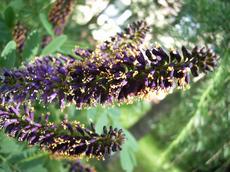 Netřesk střešní  (Netvařec křovitý (Amorpha fruticosa))