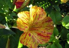 Nocenka zahradní (Mirabilis jalapa)