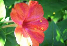 Nocenka zahradní (Mirabilis jalapa)