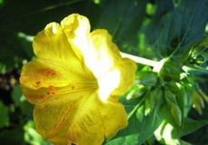 Nocenka zahradní (Mirabilis jalapa)