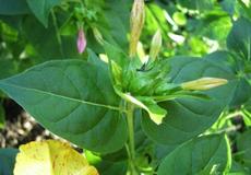 Nocenka zahradní (Mirabilis jalapa)