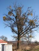 Ochmet evropský (Loranthus europaeus)