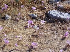 Ocún jesení (Colchicum autumnale)	