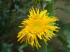 Oman pravý (Inula helenium)