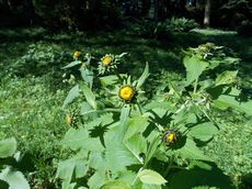 Oman pravý (Inula helenium)