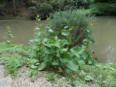 Oman pravý (Inula helenium)