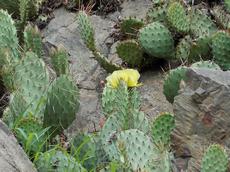 Opuncie hnědoostná (Opuntia phaeacantha)