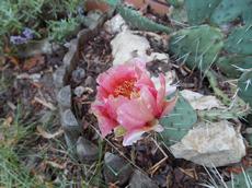 Opuncie poléhavá  (Opuntia humifusa)