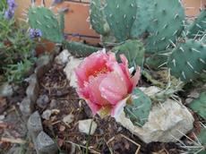 Opuncie poléhavá  (Opuntia humifusa)