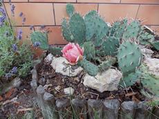 Opuncie poléhavá  (Opuntia humifusa)