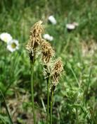 Ostřice jarní (Carex caryophyllea)