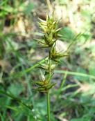 Ostřice časná (Carex praecox)