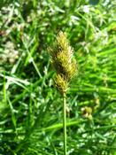 Ostřice zaječí (Carex ovalis)