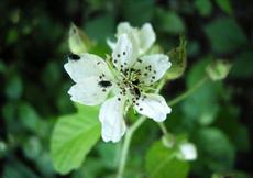 Ostružiník ježiník (Rubus caesius)