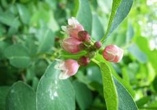 Pámelník bílý (Symphoricarpos rivularis)