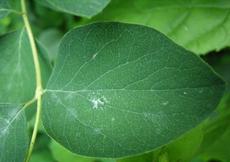 Pámelník bílý (Symphoricarpos rivularis)