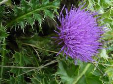 Pcháč bezlodyžný (Cirsium acaulon)