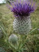 Pcháč bělohlavý (Cirsium eriophorum)