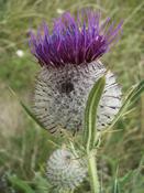 Pcháč bělohlavý (Cirsium eriophorum)