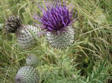 Pcháč bělohlavý (Cirsium eriophorum)