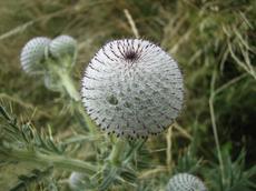 Pcháč bělohlavý (Cirsium eriophorum)