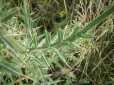 Pcháč bělohlavý (Cirsium eriophorum)