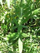 Pcháč bělohlavý (Cirsium eriophorum)