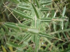 Pcháč bělohlavý (Cirsium eriophorum)