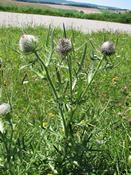 Pcháč bělohlavý (Cirsium eriophorum)