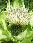 Pcháč lepkavý (Cirsium erisithales)