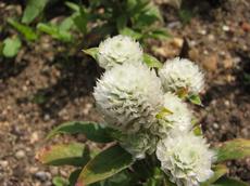 Pestrovka kulovitá (Gomphrena globosa)