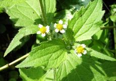 Pěťour brvitý (Galinsoga ciliata)