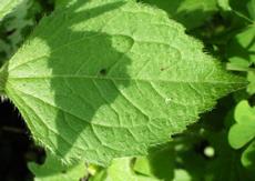 Pěťour brvitý (Galinsoga ciliata)