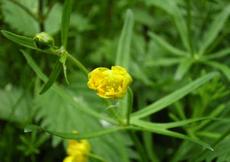 Pryskyřník plamének  (Ranunculus flammula)