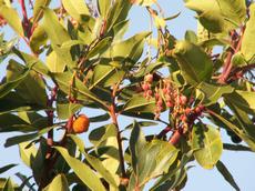 Planika obecná ´Rubra´  (Arbutus unedo ´Rubra´) - Fotografie převzaty od Lucky Zinke=).