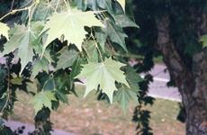 Platan javorolistý (Platanus acerifolia)