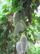 Podražec velekvětý  (Aristolochia grandiflora)